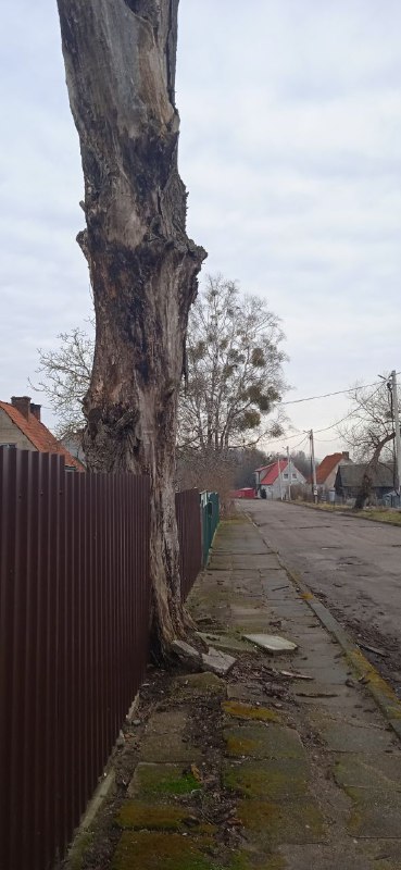 мамоново норвежская свеча номер два